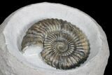 Ammonite (Androgynoceras) Fossil In Concretion - England #176236-3